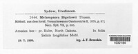 Melampsora bigelowii image